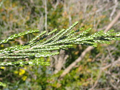 Passerina galpinii