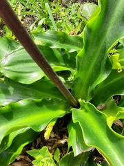 Veltheimia