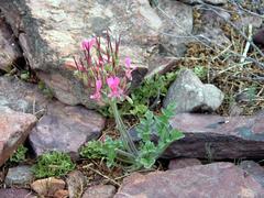 Pelargonium incrassatum