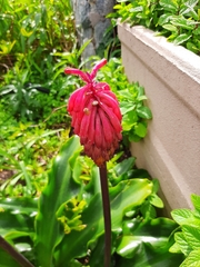 Veltheimia