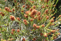 Passerina galpinii