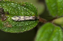 Shannonomyia