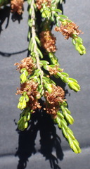 Passerina galpinii