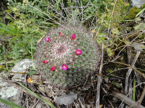Rainbow Pincushion