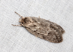 Acantholena siccella