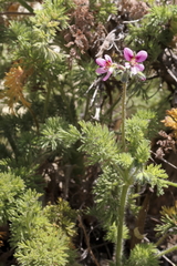 Pelargonium hirtum - Photo (c) Karen Eichholz, algunos derechos reservados (CC BY), subido por Karen Eichholz