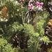Pelargonium hirtum - Photo (c) Karen Eichholz, μερικά δικαιώματα διατηρούνται (CC BY), uploaded by Karen Eichholz