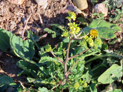 Brassica napus napus