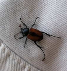 Breviclypeus rufipennis