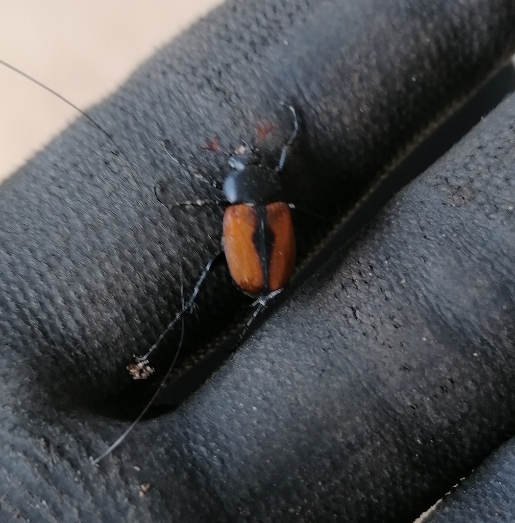 Breviclypeus