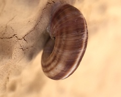 Helicella