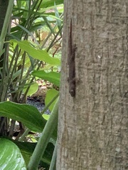 Hemidactylus platyurus