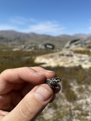 Capensibufo tradouwi