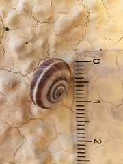 Helicella