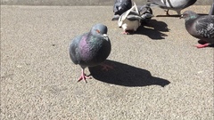 Columba livia