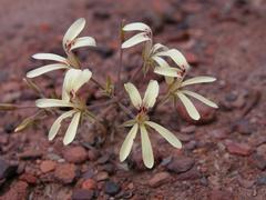 Pelargonium aridicola