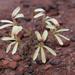 Pelargonium aridicola - Photo (c) Jean Audissou, vissa rättigheter förbehållna (CC BY-NC), uppladdad av Jean Audissou