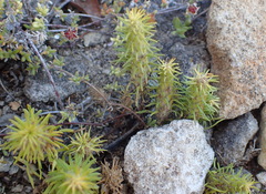 Chenopodiopsis hirta