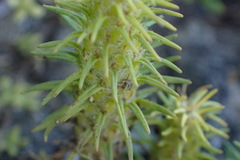 Chenopodiopsis hirta