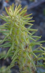 Chenopodiopsis hirta