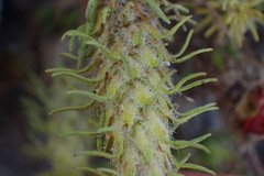 Chenopodiopsis hirta