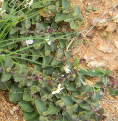 Andrographis serpyllifolia