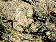 Sisymbrium turczaninowii