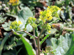 Brassica napus napus