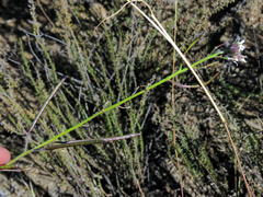 Sisymbrium turczaninowii