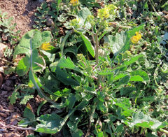 Brassica napus napus