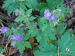 Geranium sylvaticum