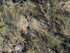 Sisymbrium turczaninowii