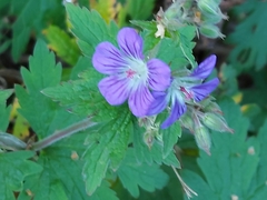 Geranium sylvaticum