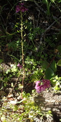 Diascia parviflora