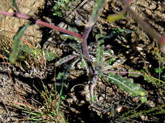 Sisymbrium turczaninowii