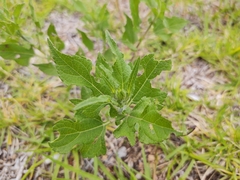 Simsia amplexicaulis