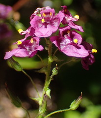 Diascia parviflora