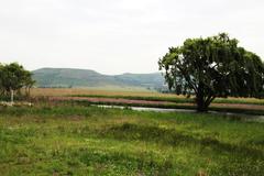 Senecio polyodon subglaber
