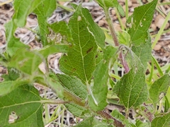 Simsia amplexicaulis