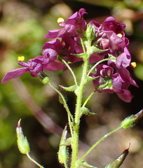 Diascia parviflora
