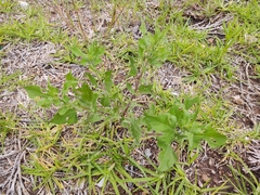 Simsia amplexicaulis