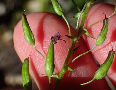 Diascia parviflora