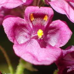 Diascia parviflora