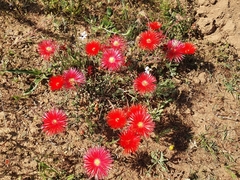 Lampranthus coccineus