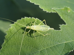 Oecanthus euryelytra