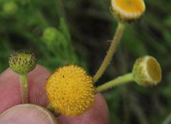 Nidorella podocephala