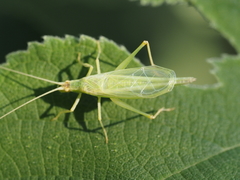 Oecanthus euryelytra