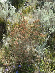 Passerina galpinii