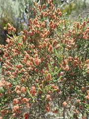Passerina galpinii