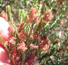 Passerina galpinii